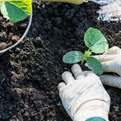 Как определить температуру почвы и правильно сеять огурцы и другие овощи?