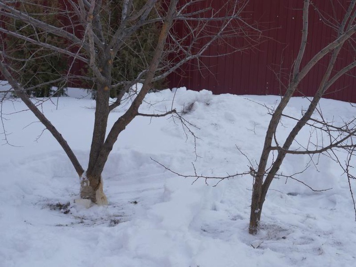 Как спасти деревья от снега?