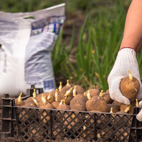 Оптимальное время для высадки картофеля: вторая половина мая