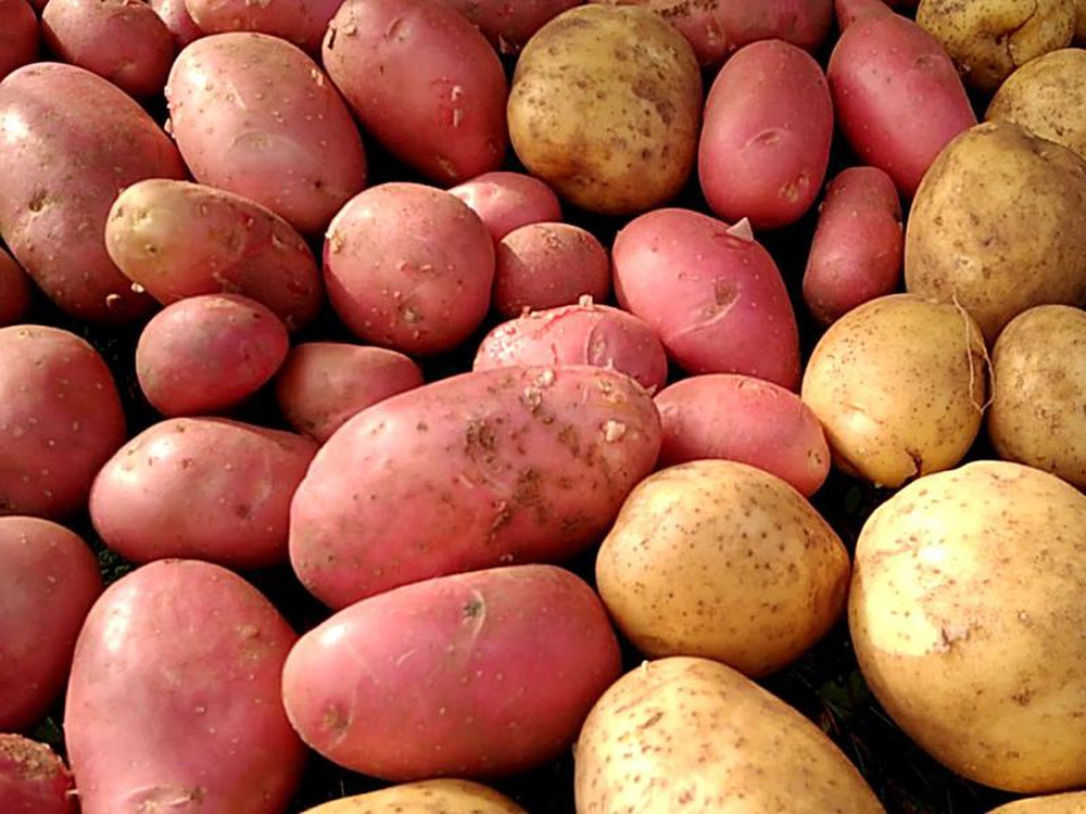 Условия, способствующие урожаю картофеля