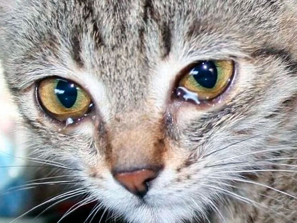 У кошки слезятся глаза. Что делать?
