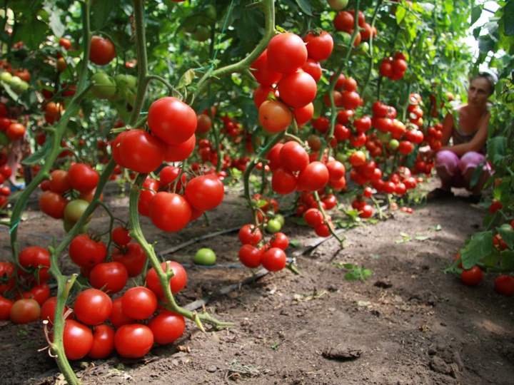 Весенний уход за садом: как сохранить здоровье растений и получить качественный компост