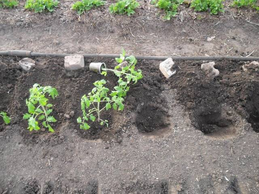Как сохранить переросшую рассаду помидоров и получить дополнительные черенки и плодоносящие стебли?