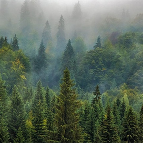 О чём не скажут сибирские леса