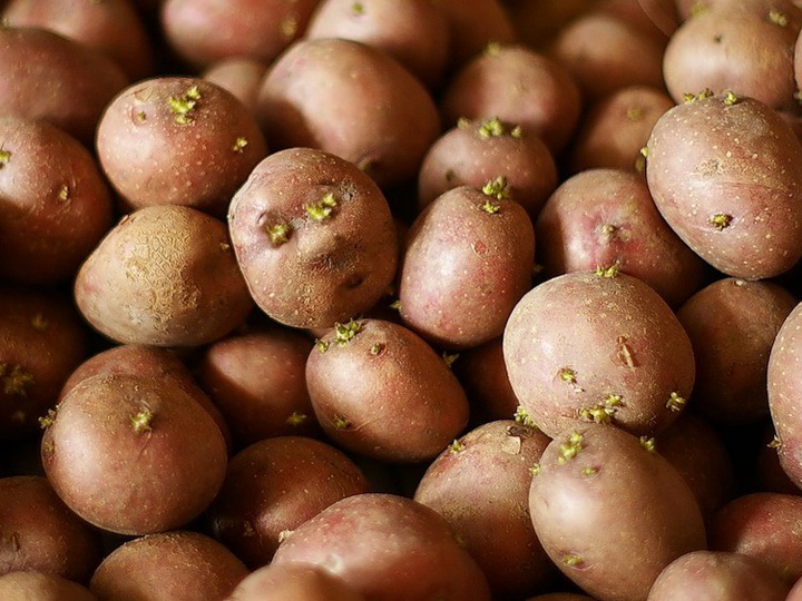 Как подготовить семенной картофель для посадки