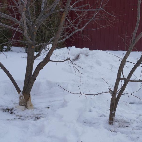 Как спасти деревья от снега?