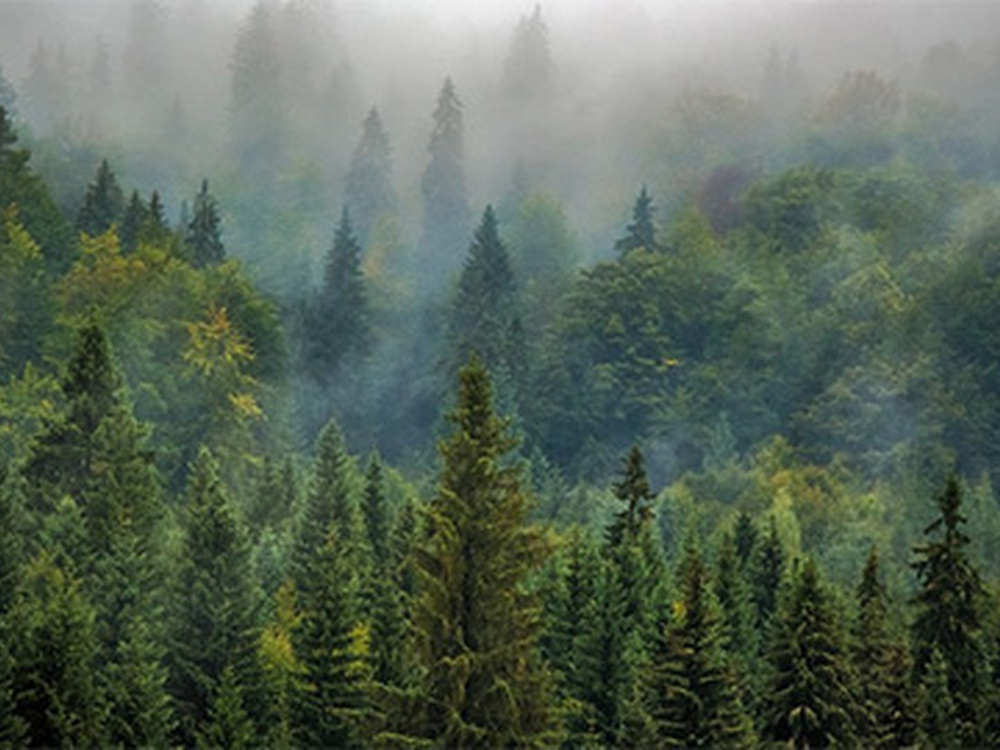 О чём не скажут сибирские леса