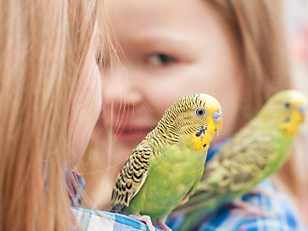 Как научить попугая говорить: секреты успешного обучения