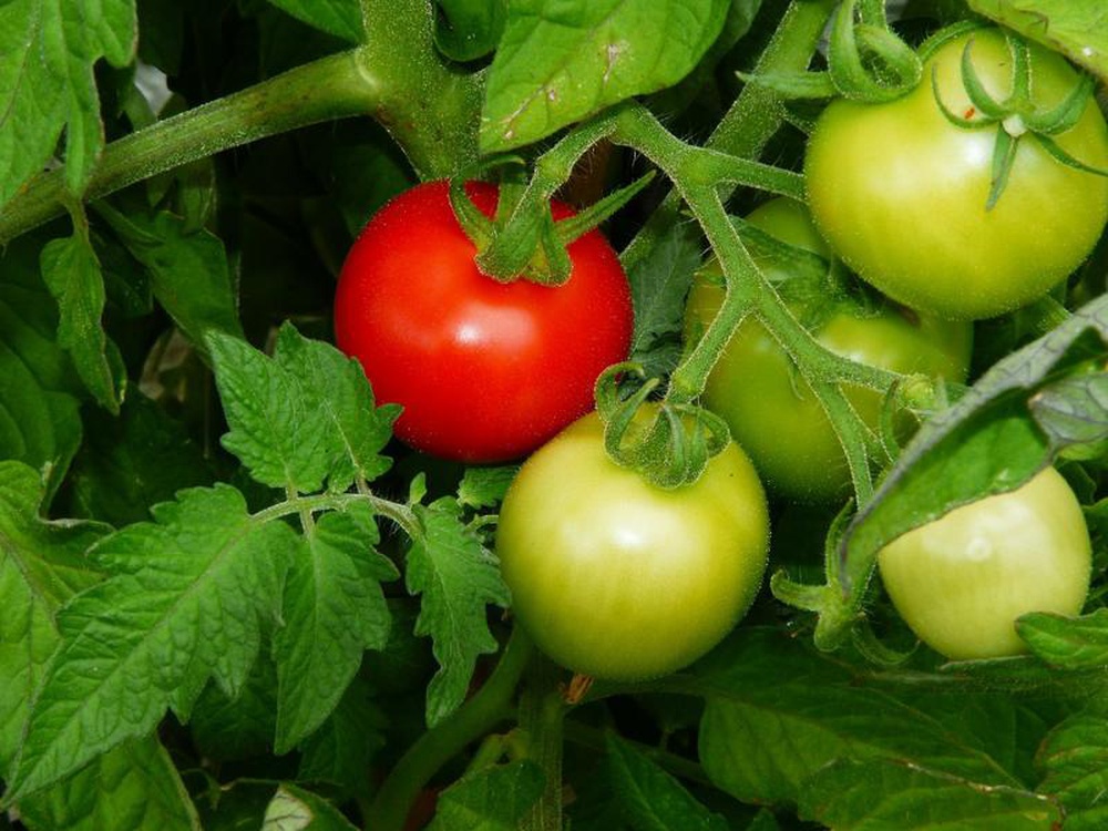 Как вырастить вкусные крупные томаты своими руками?