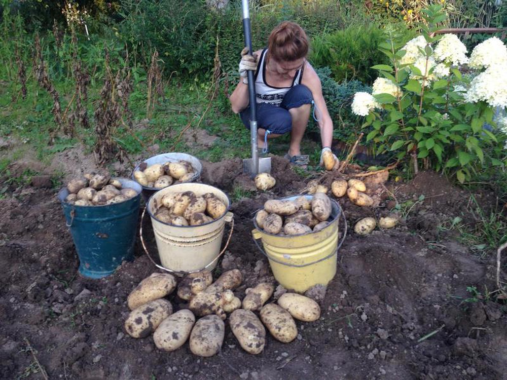 Как добиться хорошего урожая картофеля