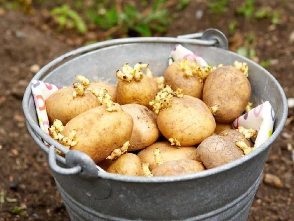 Как определить количество посадочных клубней картофеля?