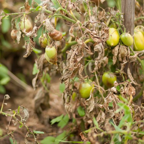 Сохранение урожая помидоров: советы и рекомендации