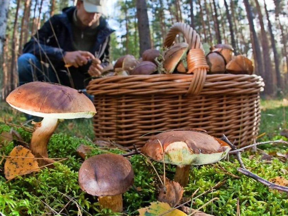 Как брать грибы: Срезать или ломать?