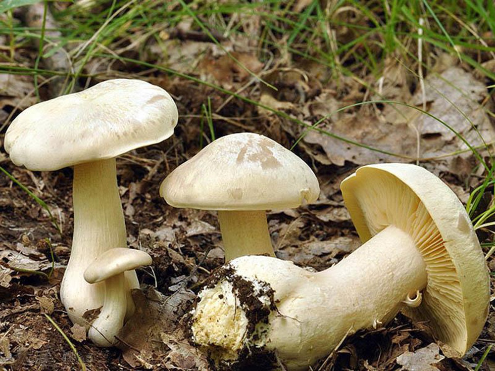 Опасные ошибки при сборе грибов