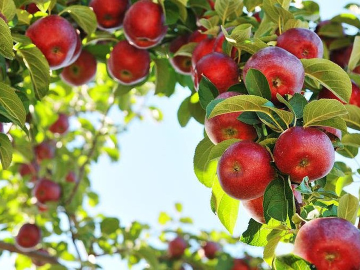 Защита плодовых деревьев от болезней