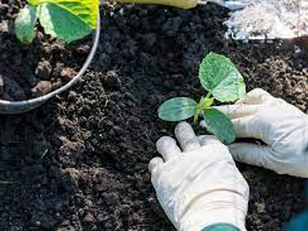 Как определить температуру почвы и правильно сеять огурцы и другие овощи?