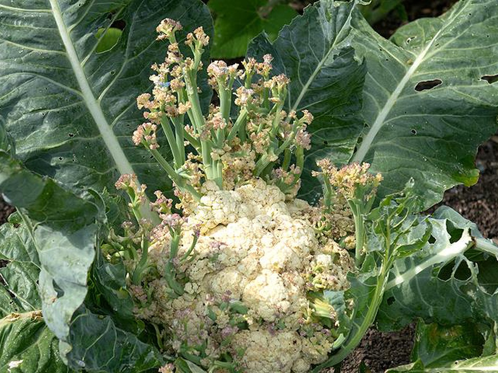 Секреты выращивания цветной капусты: почему не формируются головки и как исправить ситуацию