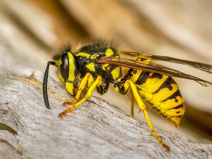 6 шагов для быстрого облегчения укуса насекомого