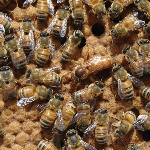 Почему исчезают пчелы