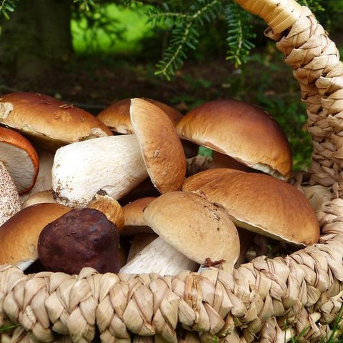 Где растут грибы под Красноярском и как их собирать