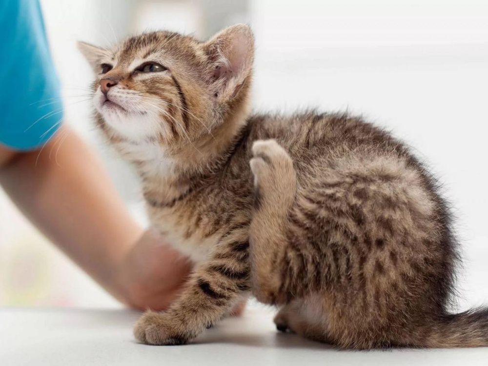 Аллергия у домашних животных: причины, диагностика и лечение