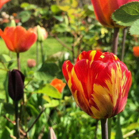 Пестролистность тюльпанов: симптомы, причины и меры защиты