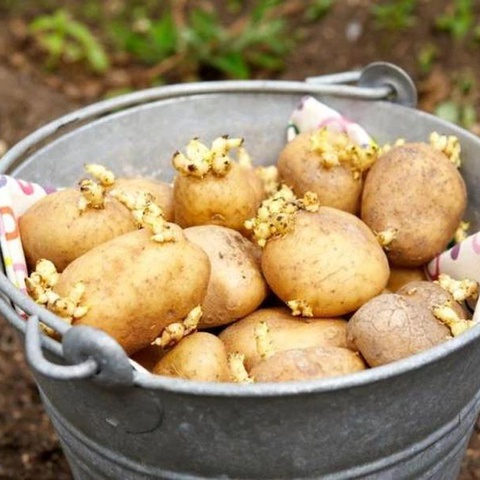 Как определить количество посадочных клубней картофеля?