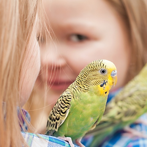 Как научить попугая говорить: секреты успешного обучения