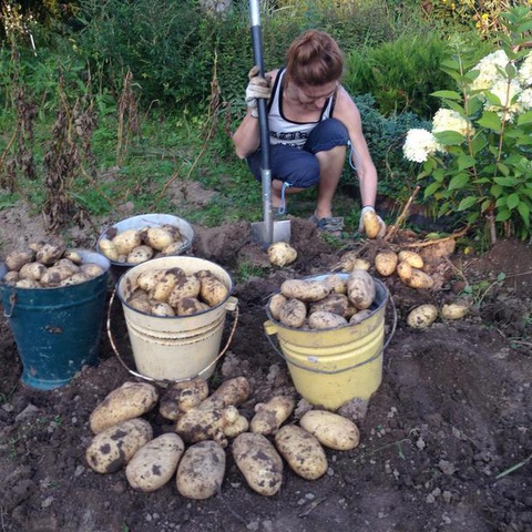 Как добиться хорошего урожая картофеля