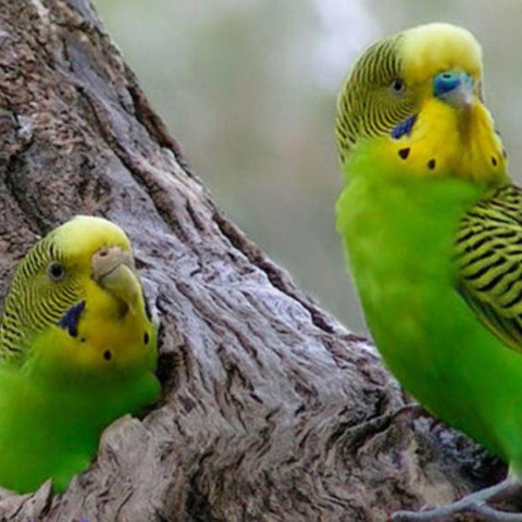 Приобретение и содержание волнистых попугайчиков