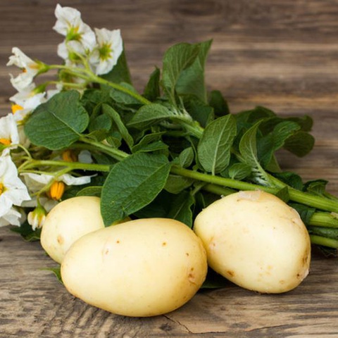 За выращивание картофеля полагалась премия