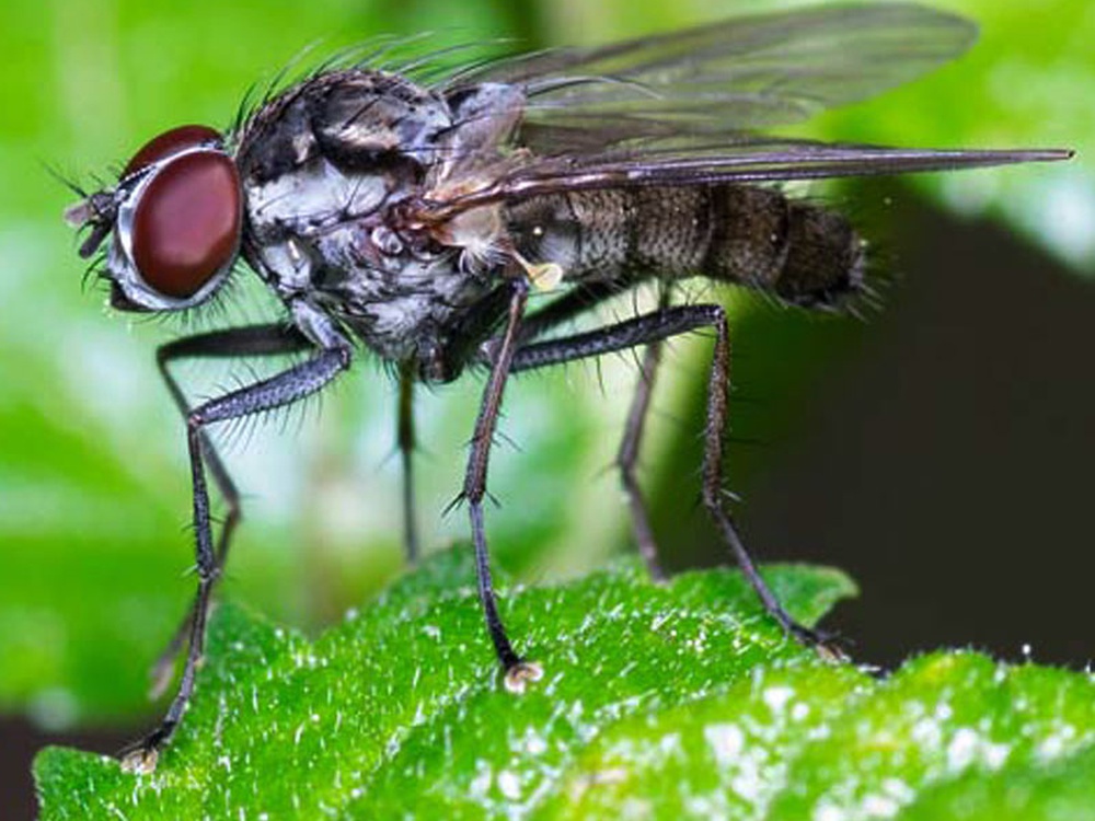 Как избежать поражения ростковой мухой и слизнями при выращивании огурцов?