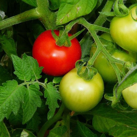 Использование плодов помидоров различной фазы зрелости