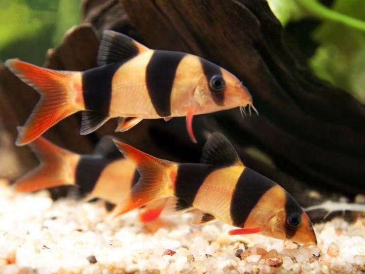 Как правильно кормить рыб в аквариуме: секреты здорового питания для роста и размножения