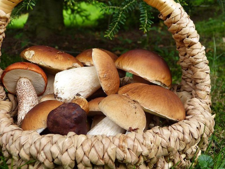 Где растут грибы под Красноярском и как их собирать